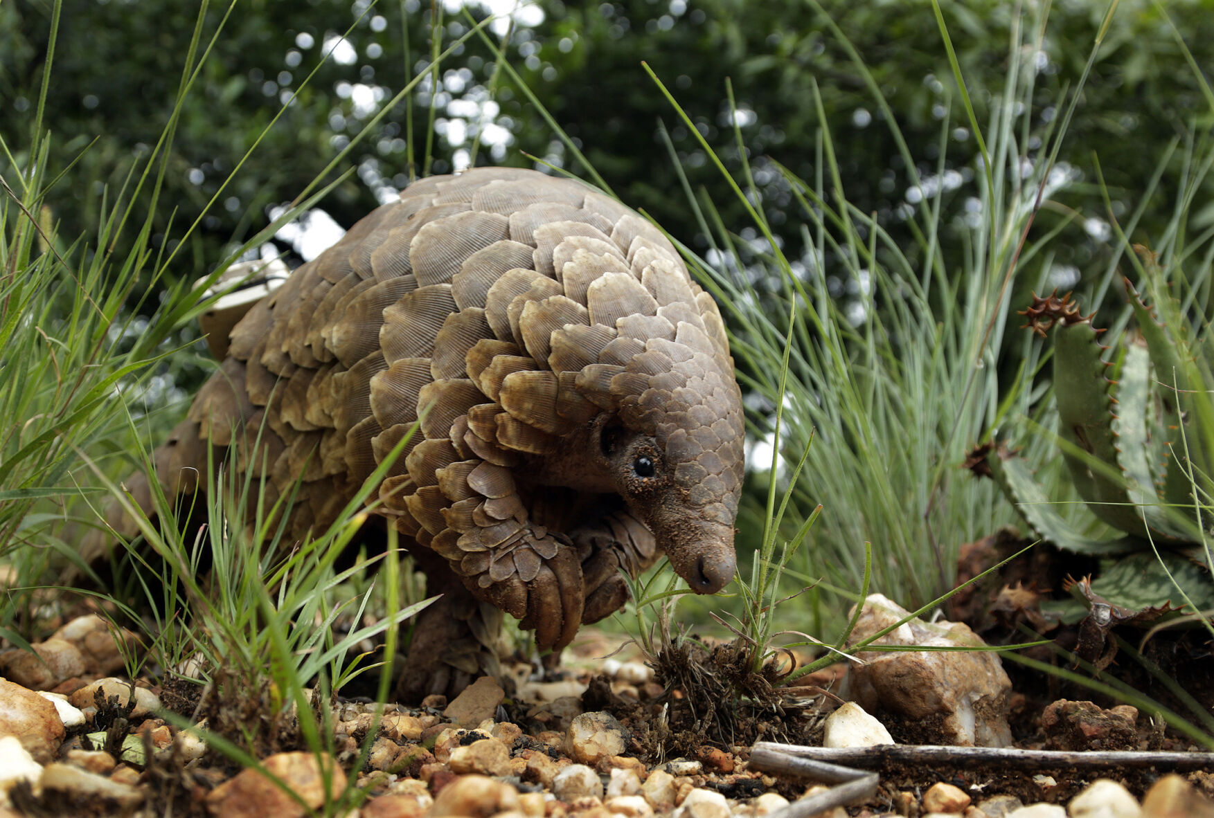 Climate Pangolin